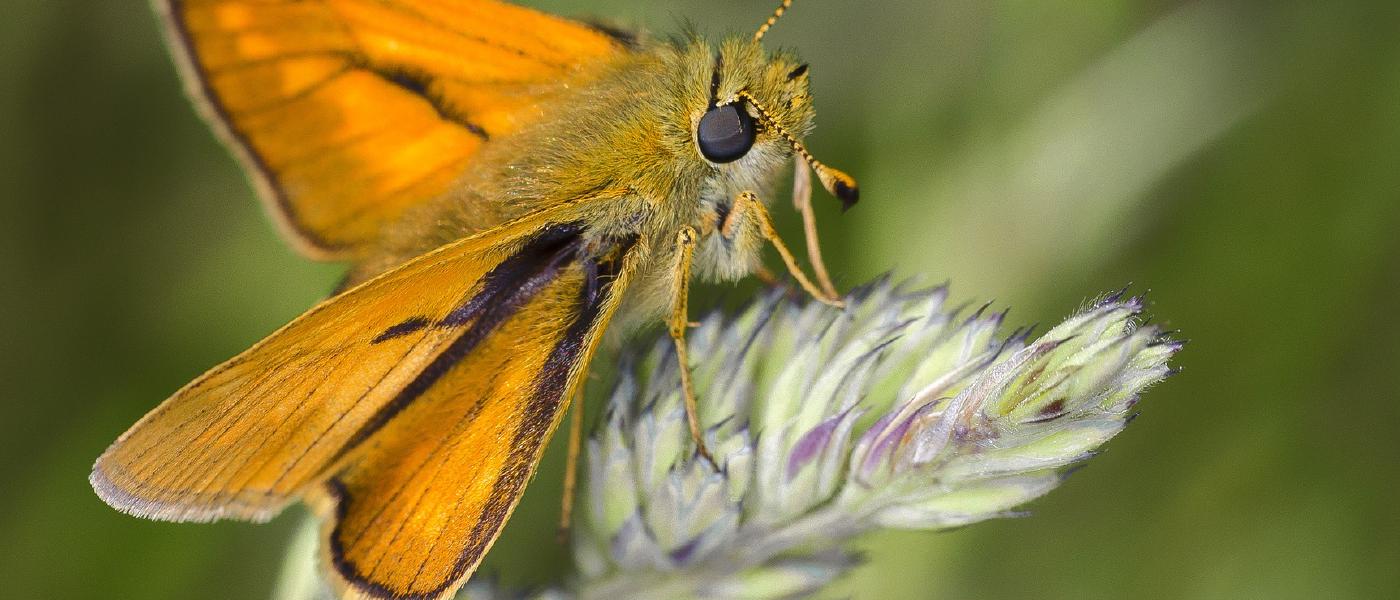 Using JASMIN for the largest ever UK wildlife assessment